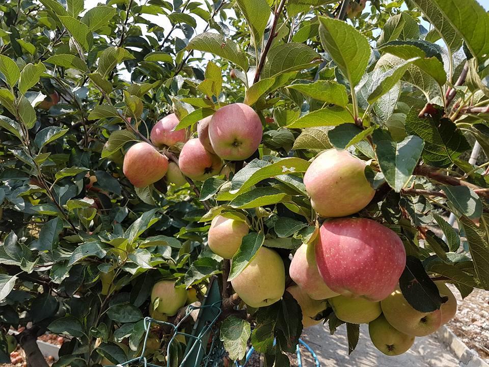 Agriturismo Al Nido Degli Aironi Sanremo Ngoại thất bức ảnh